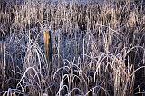 Frosty Grasses_20033